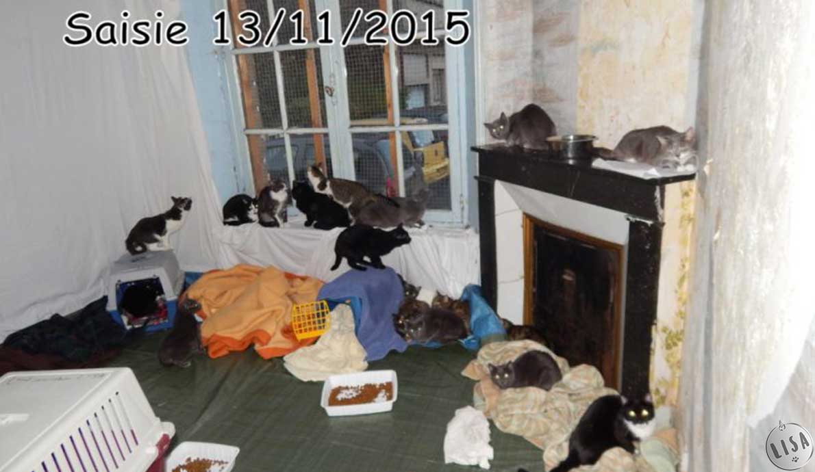 70 chats retrouvés dans un appartement carolo