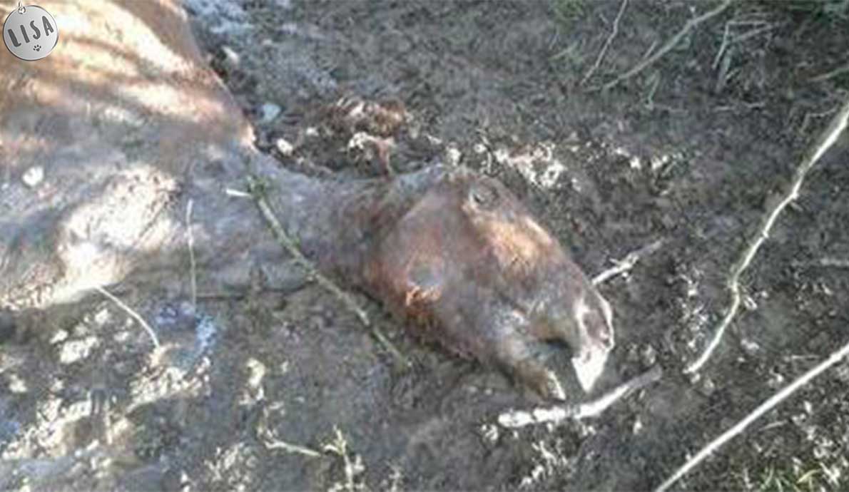 Le calvaire des chevaux oubliées