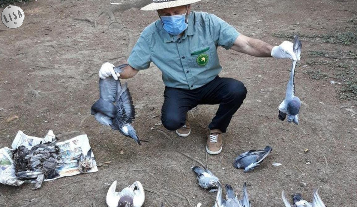 Les pigeons victimes d'une hécatombe - Association LISA