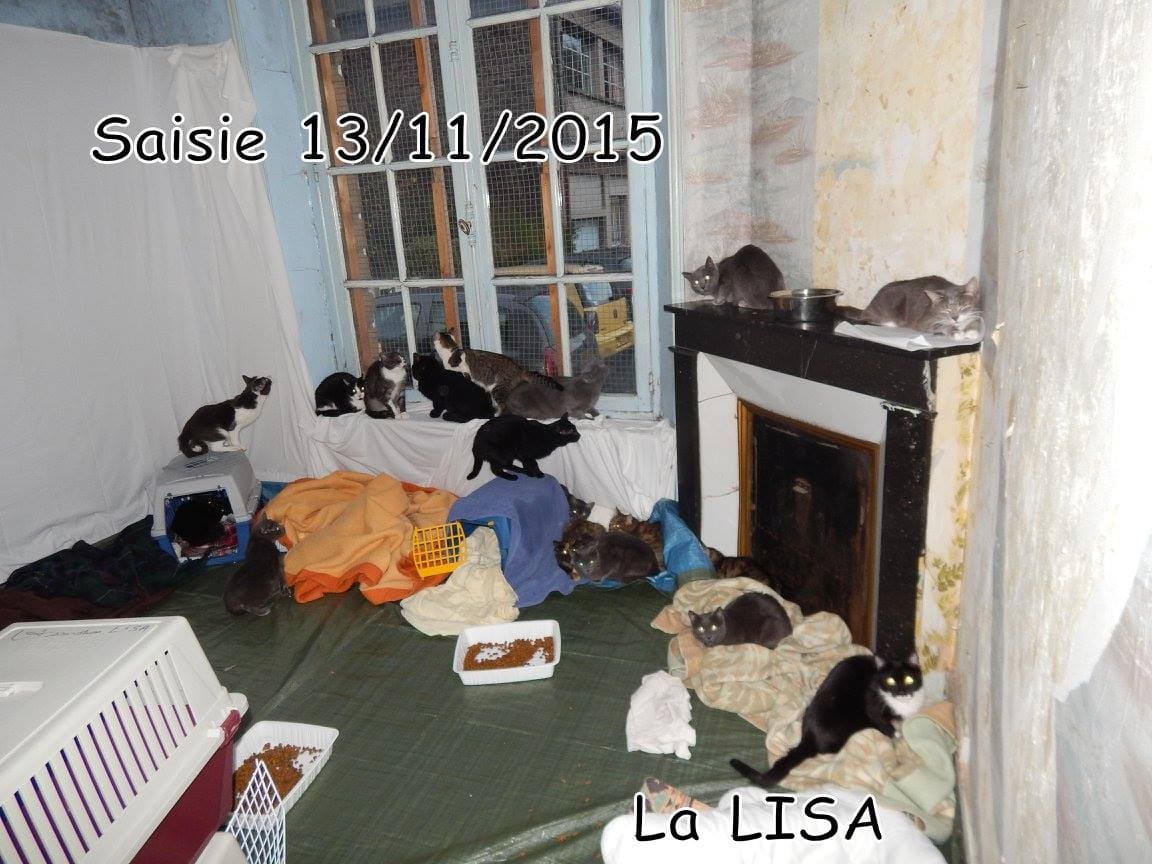 70 chats retrouvés dans un appartement CAROLO - Association LISA