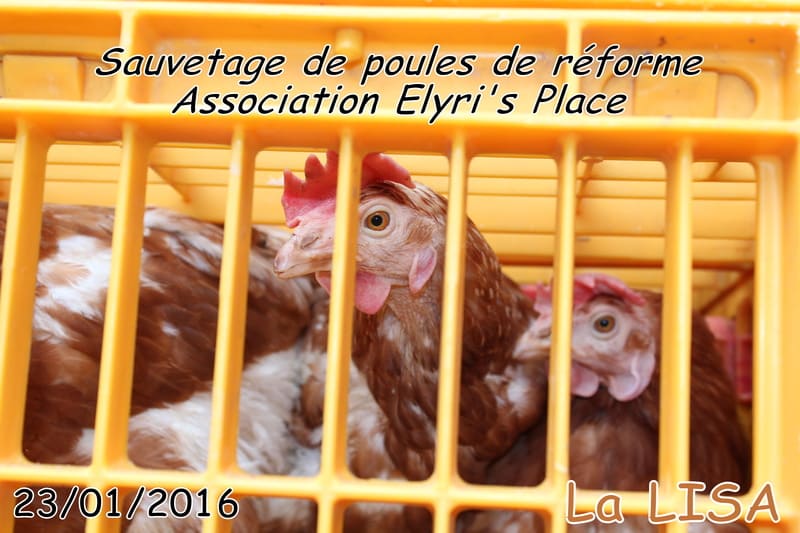 A la rescousse de 150 poules - Association LISA