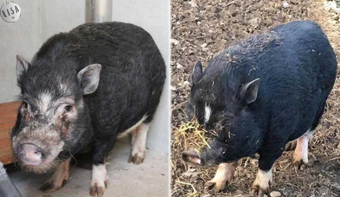 Ardennes : Kiki le cochon vietnamien a été adopté_Association-LISA