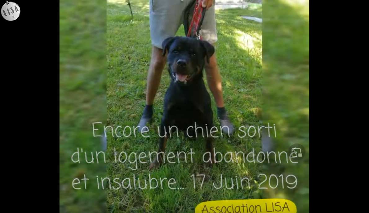 Encore un chien sorti d’un logement abandonné et insalubre_Association-LISA