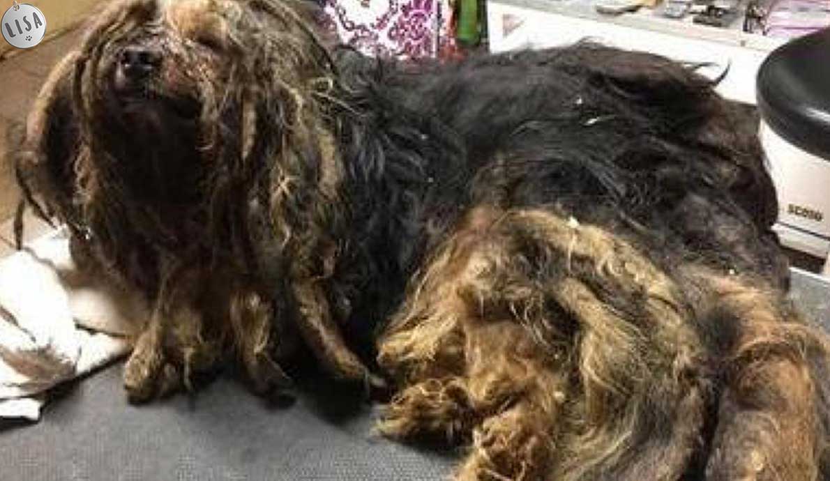 L’affaire de Bob le chien martyrisé est renvoyée au 18 décembre_Association-LISA