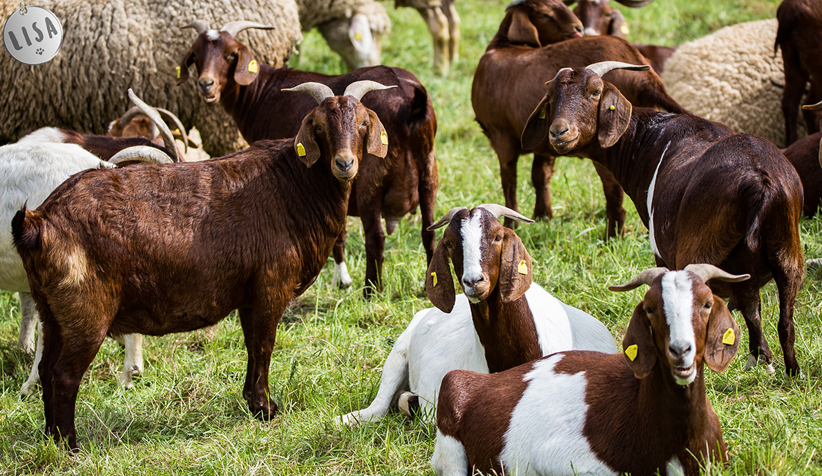 Boucs et moutons cherchent site d’eco-paturage avec surveillance ou adoptants - Association_LISA