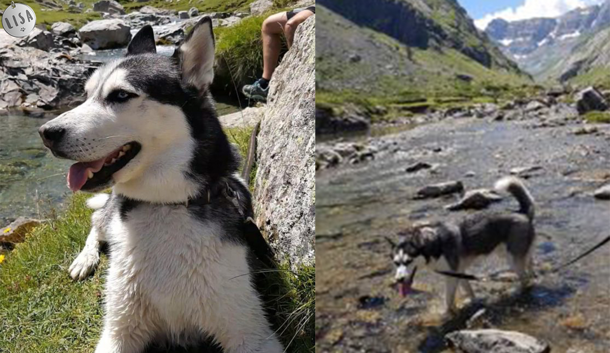 Jedi, retour aux sources pour un husky - Association_LISA