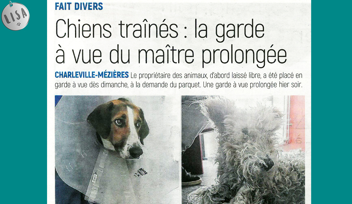 Chiens trainés la garde à vue du maître prolongés - Association_LISA