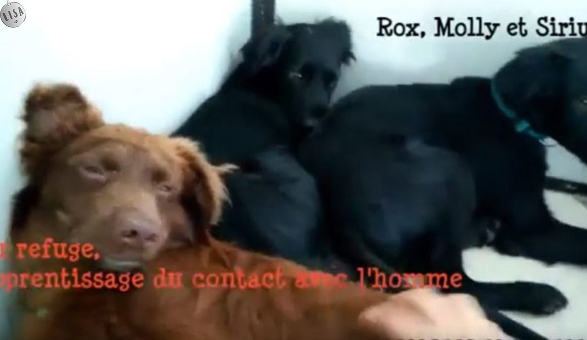 Rox, Molly, Sirius_Association-LISA