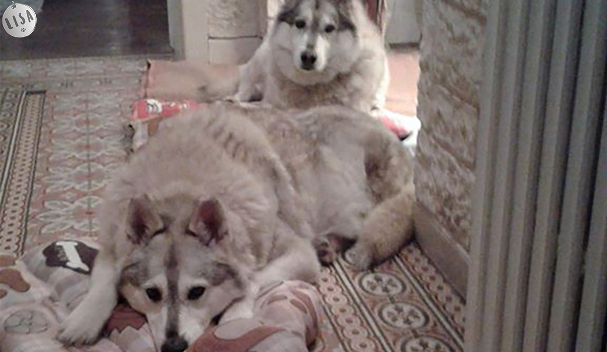 Notre inséparable couple de huskys_Association-LISA