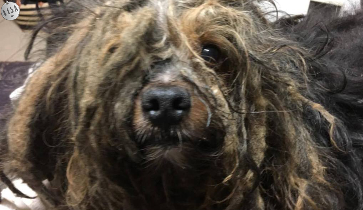Elle laisse son chien pendant 9 ans dans la cave dans les Ardennes_Association-LISA