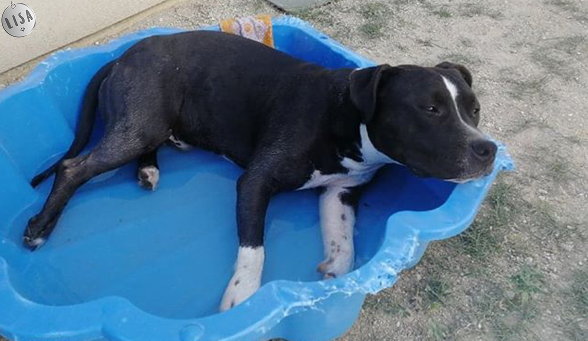 Orkan, heureux adopté, dans sa piscine - Association_LISA