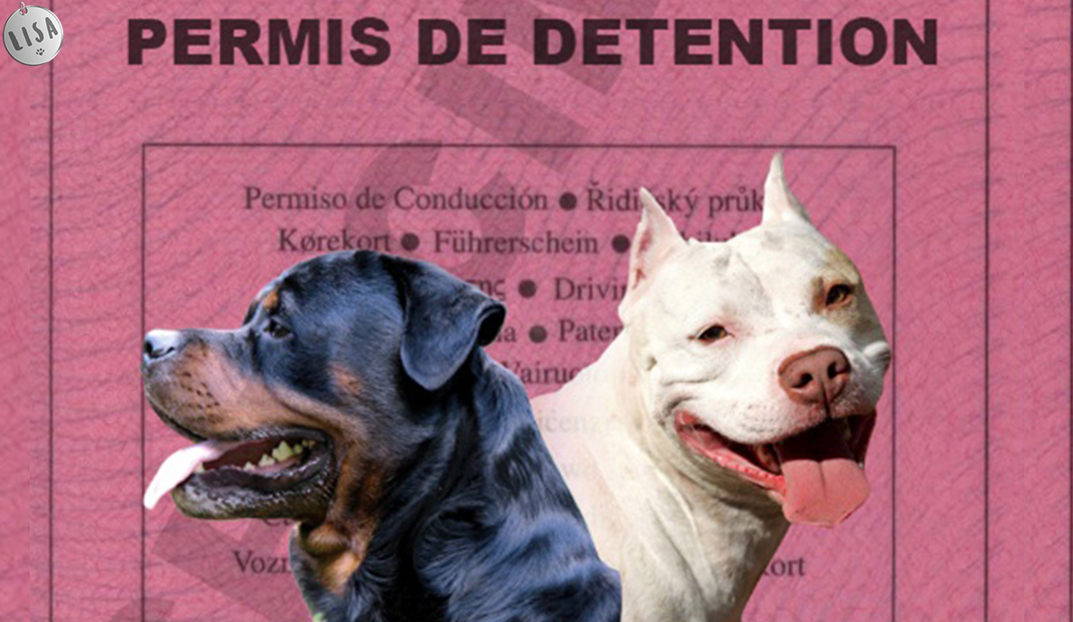 Attestation d’Aptitude chien de 1ère et 2ème catégories - Association_LISA