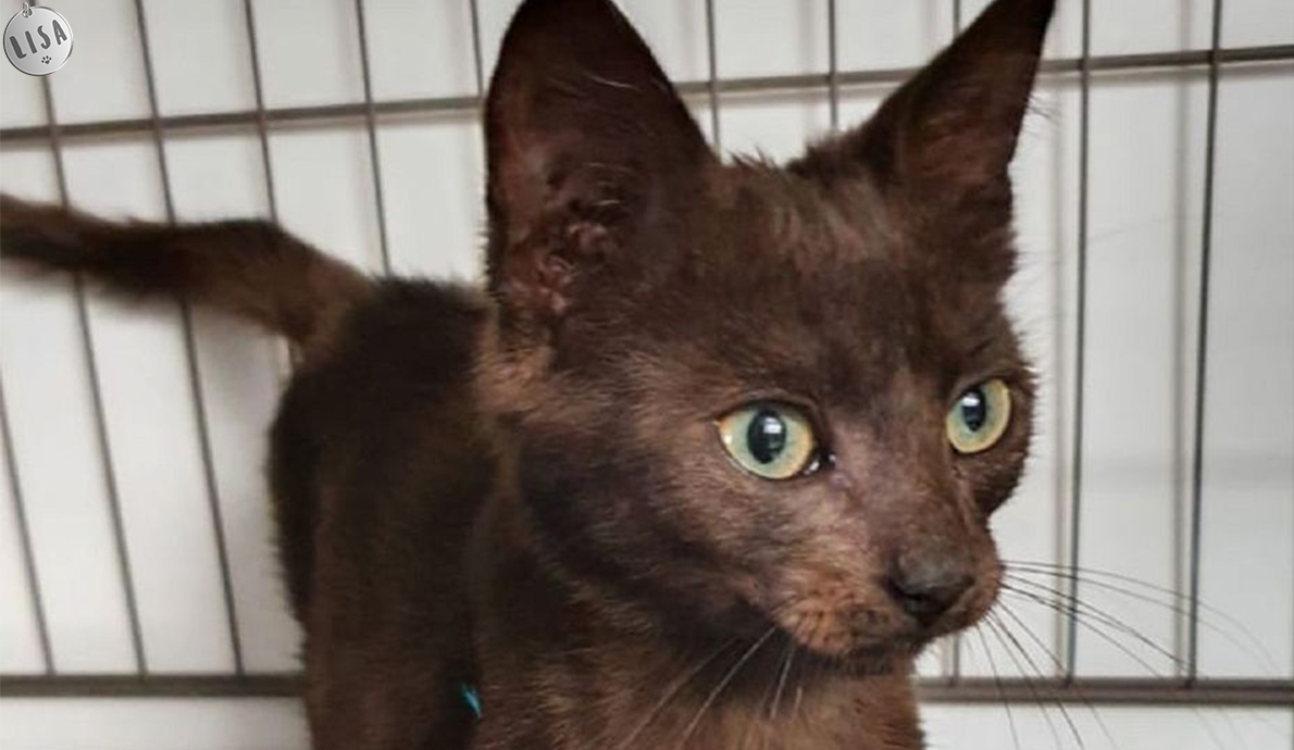 Charleville-Mézières : un chaton sauvé de la mort - Association_LISA