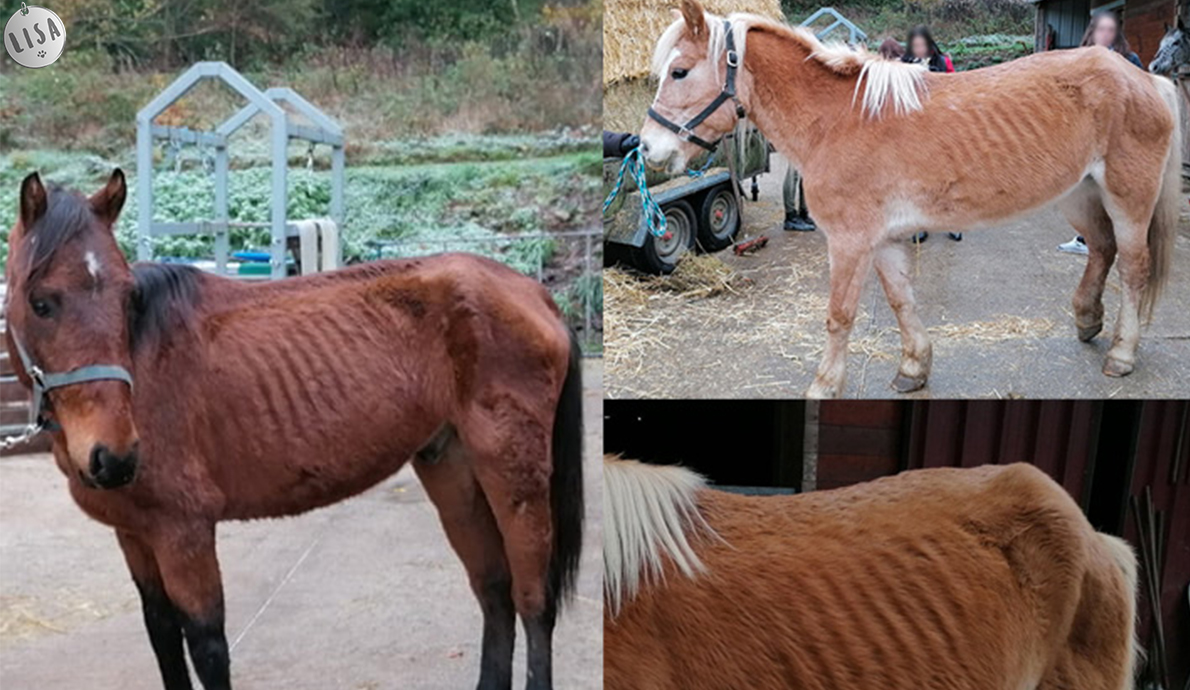 Des nouvelles des 2 chevaux retrouvés dans les bois à l’automne_Association-LISA