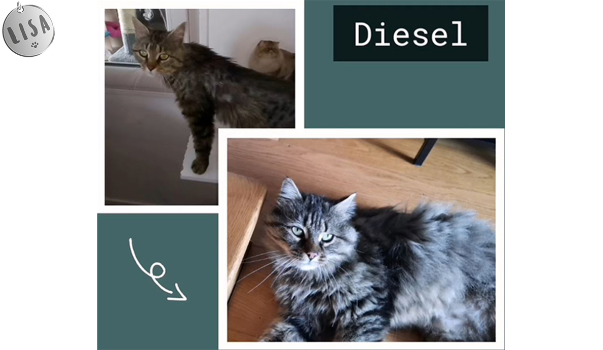 Diesel ou “A la recherche du bonheur” – Heureux adoptés !-Association_LISA