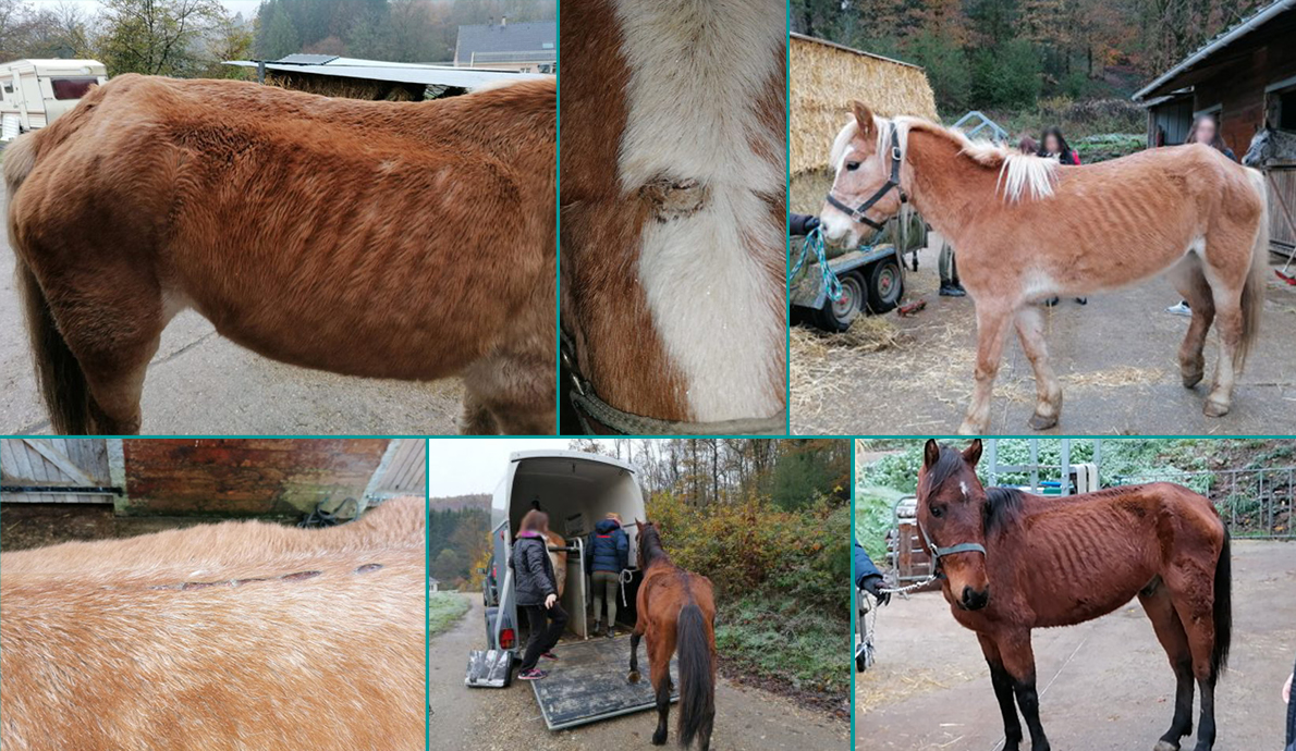 Deux chevaux affamés ont été secourus - Association_LISA