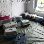 70 chats retrouvés dans un appartement carolo_01