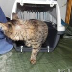 70 chats retrouvés dans un appartement carolo_03