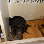 70 chats retrouvés dans un appartement carolo_04