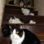70 chats retrouvés dans un appartement carolo_05