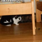70 chats retrouvés dans un appartement carolo_06
