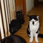 70 chats retrouvés dans un appartement carolo_07