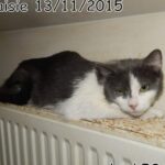 70 chats retrouvés dans un appartement carolo_08