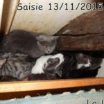 70 chats retrouvés dans un appartement carolo_11