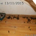 70 chats retrouvés dans un appartement carolo_12