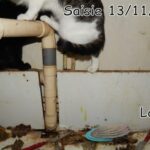 70 chats retrouvés dans un appartement carolo_13