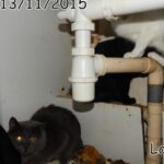 70 chats retrouvés dans un appartement carolo_14