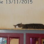 70 chats retrouvés dans un appartement carolo_15