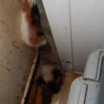 70 chats retrouvés dans un appartement carolo_16
