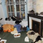 70 chats retrouvés dans un appartement carolo_17