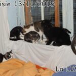 70 chats retrouvés dans un appartement carolo_18