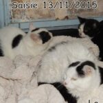 70 chats retrouvés dans un appartement carolo_20