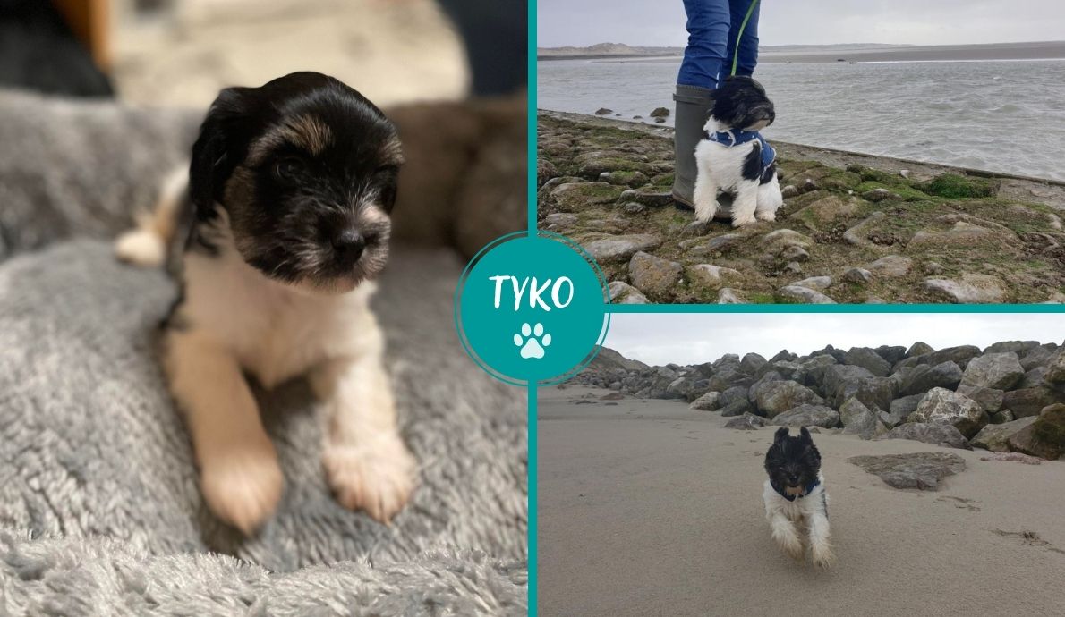 Tyko_chiot_Association-Lisa