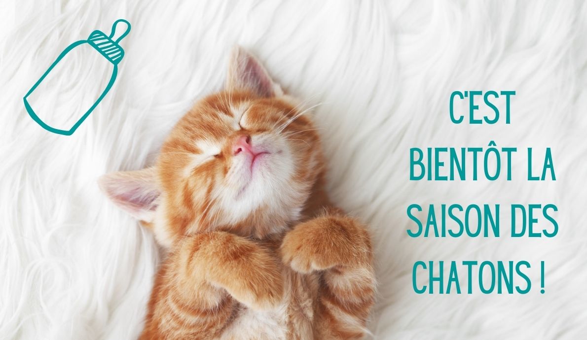 C'est-bientot-la saison-des-chatons_Association-LISA