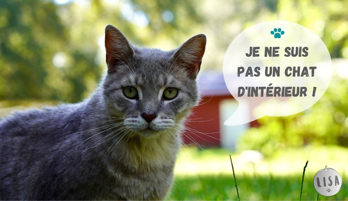 Je-ne-suis-pas-un-chat-d'intérieur_Association-LISA