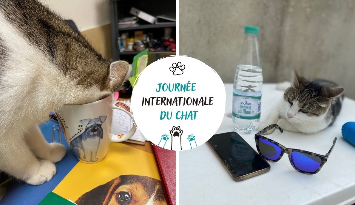 Journée-internationale-du-chat_Association-LISA
