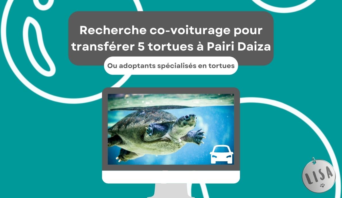 Tortues_Co-voiturage-ou-adoptants_Association-LISA