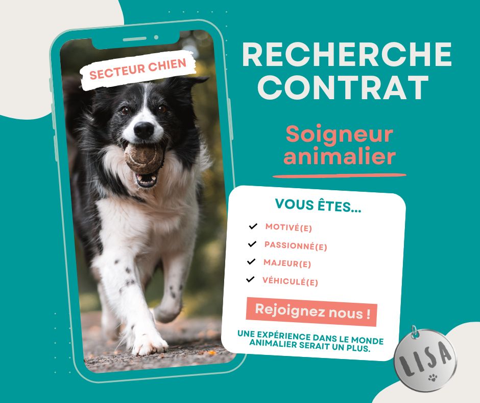 Recherche-contrat-secteur-chien_Association-LISA